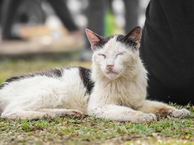 Vecchio gatto affetto da problemi renali