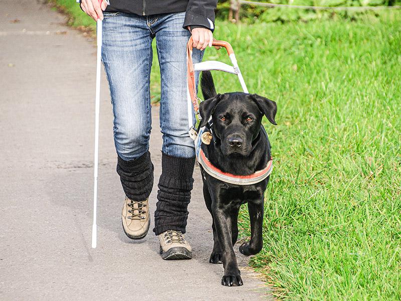 Il cane guida in azione